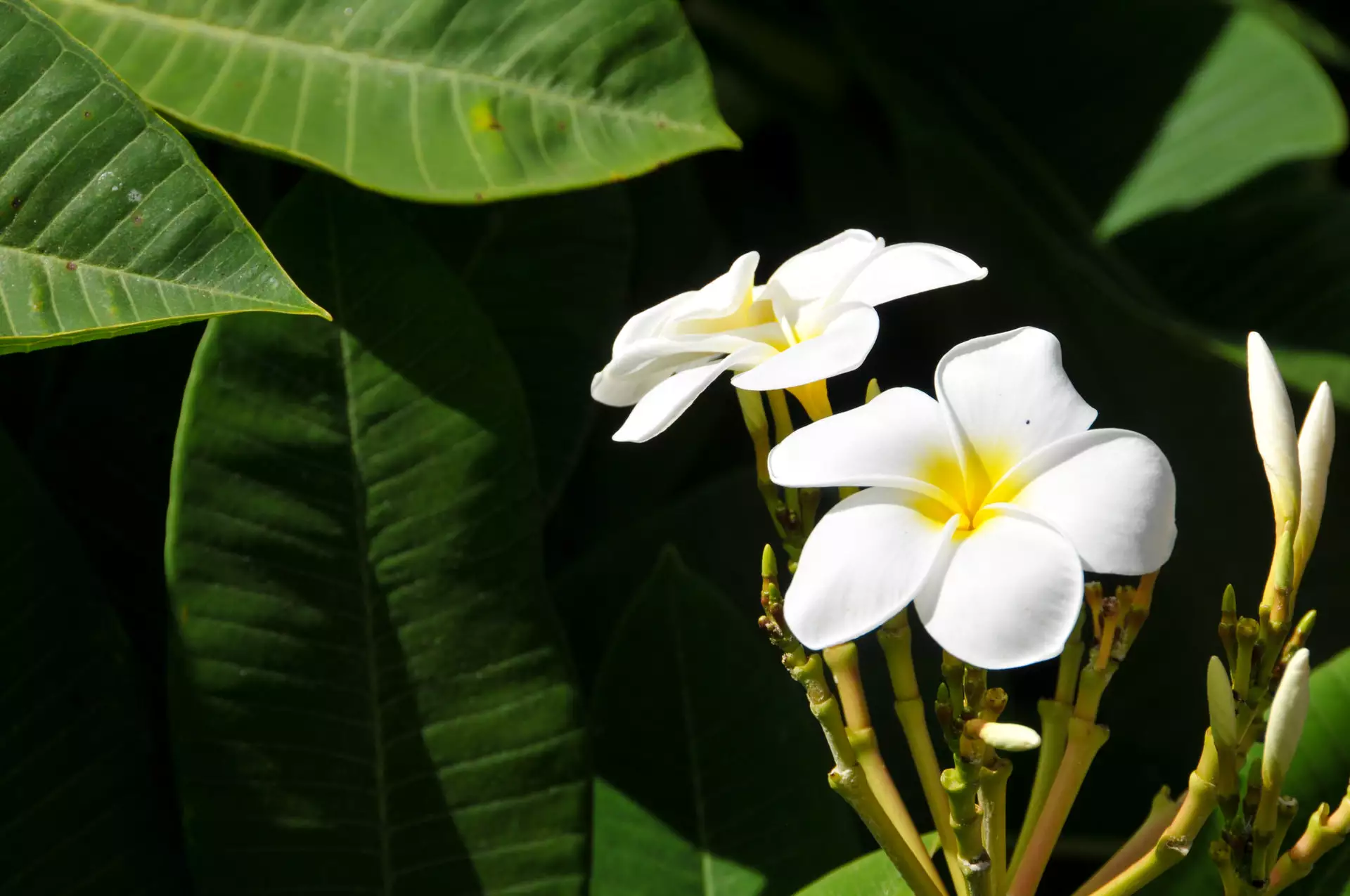 Domaine-des- Alizees-By-Evaco - (80).webp