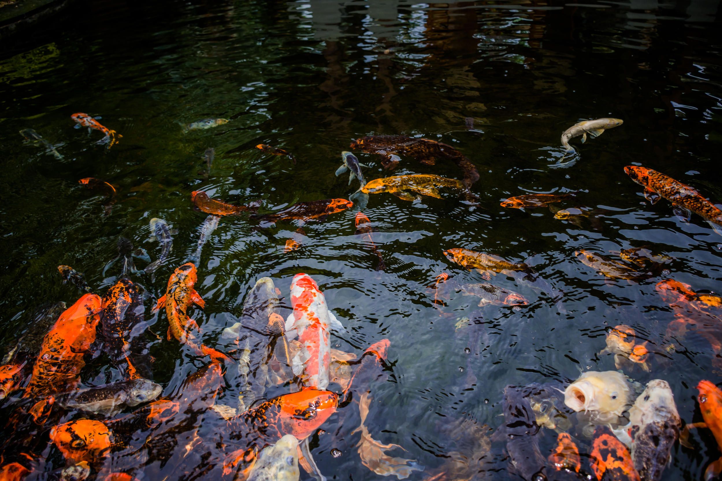 Shanti Maurice Resort and Spa.jpg