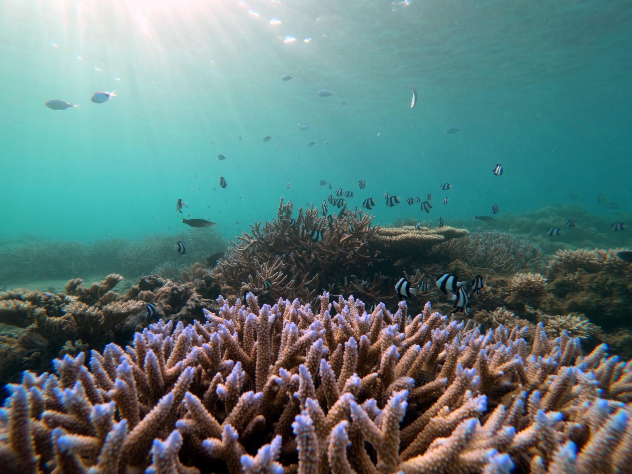 Shanti Maurice Resort and Spa - maurice_coral_garden.jpg