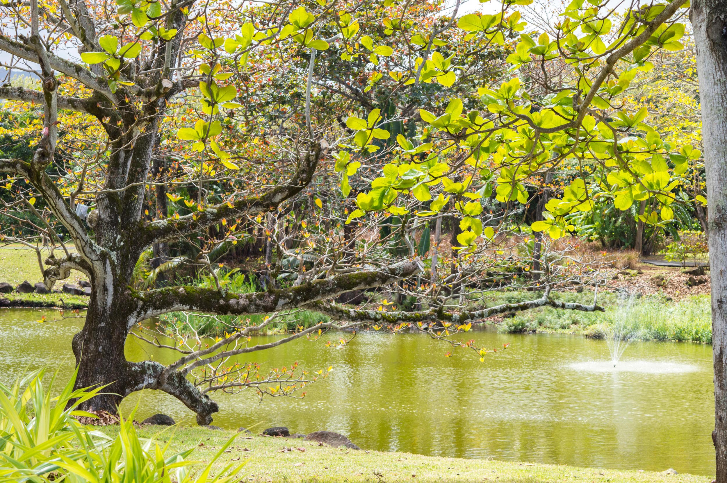 Shanti Maurice Resort and Spa - samy_lake_trees.jpg